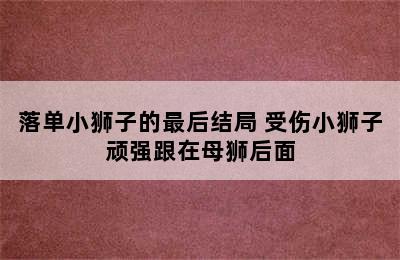 落单小狮子的最后结局 受伤小狮子顽强跟在母狮后面